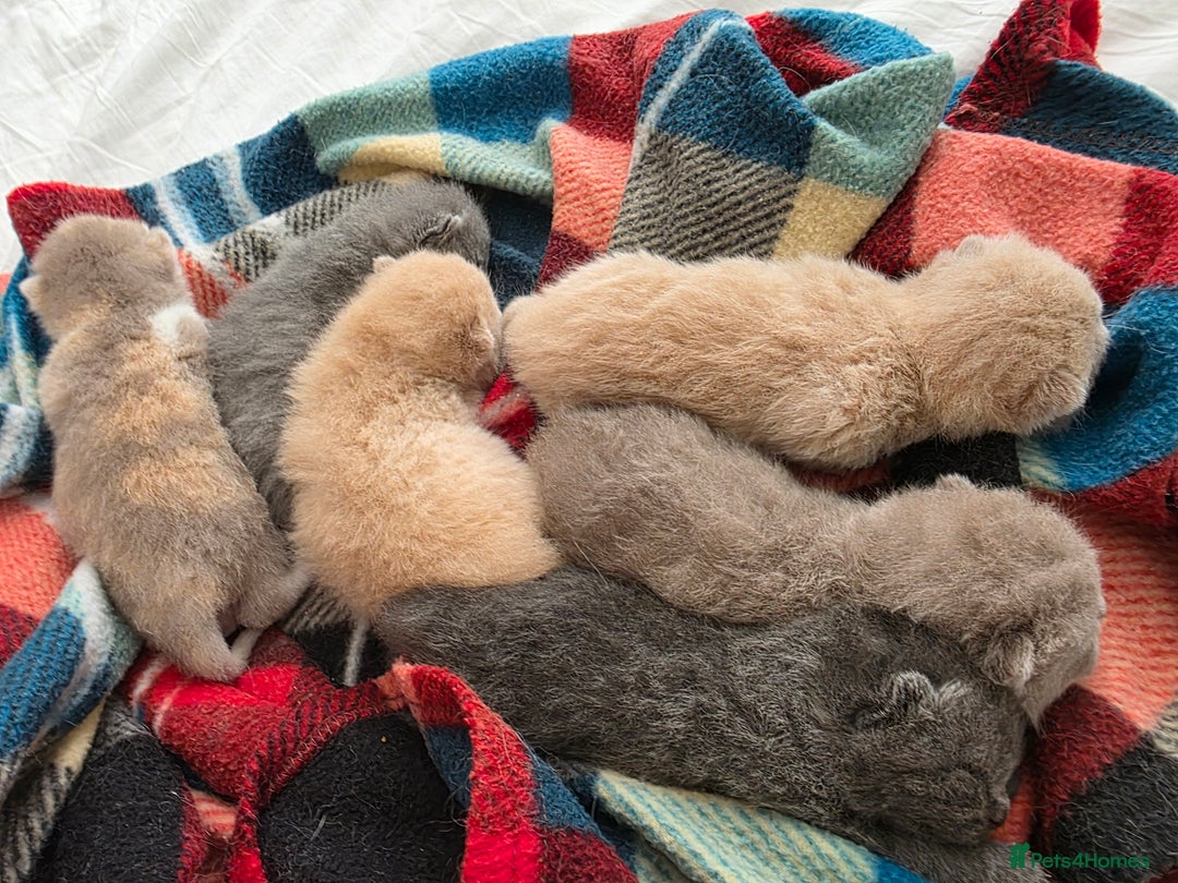 British Shorthair cats for sale: Excellent Quality BSH kittens for Reservation - Image 24