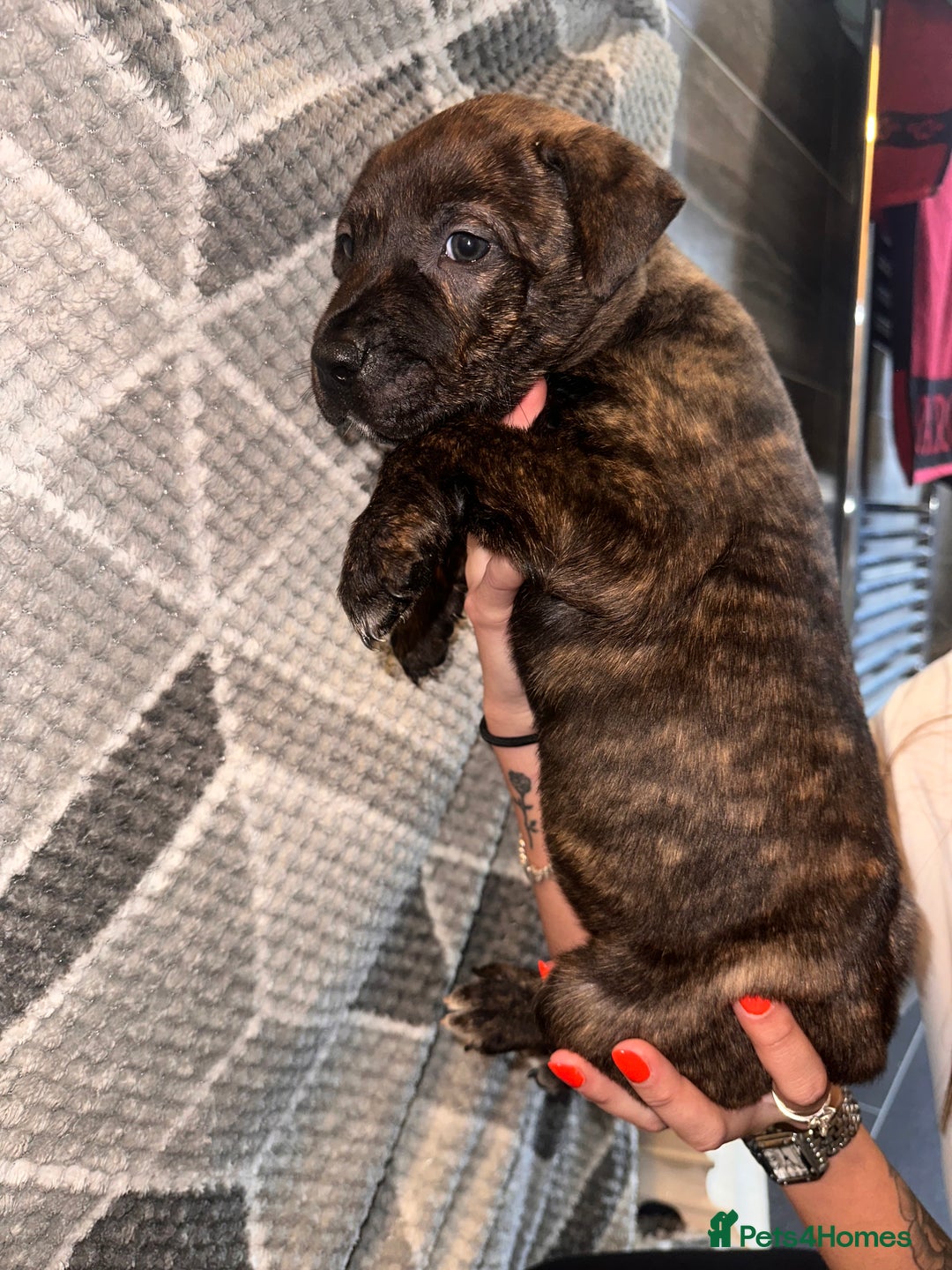 Mixed Breed dogs for sale: American bulldog X staffy 🏡 - Image 8
