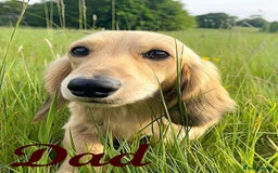 Miniature Dachshund dogs for sale: Miniature Longhaired Dachshunds - Image 8