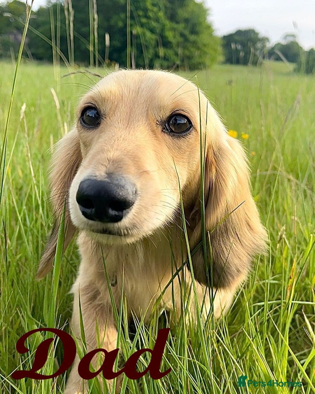 Miniature Dachshund dogs for sale: Miniature Longhaired Dachshunds - Image 8