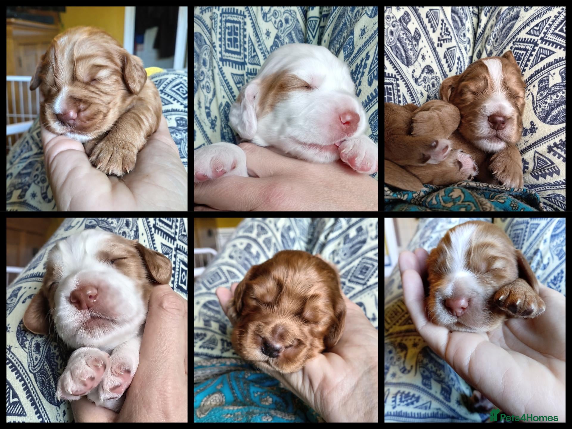 Cocker Spaniel dogs Working Cocker Spaniel Puppies  - Advert 8