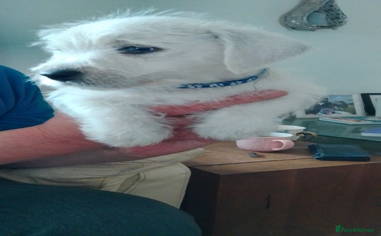 West Highland Terrier dogs - Advert 1