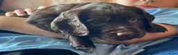 Sprocker dogs for sale: Spaniel puppies - Advert 11