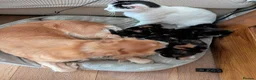 Mixed Breed cats for sale: Adorable, social kittens  - Advert 3