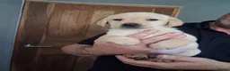 Labrador Retriever dogs for sale: Fox red and yellow labrador puppies - Advert 12