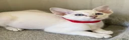 Siamese cats for sale: GCCF Registered Siamese Kittens  - Advert 20