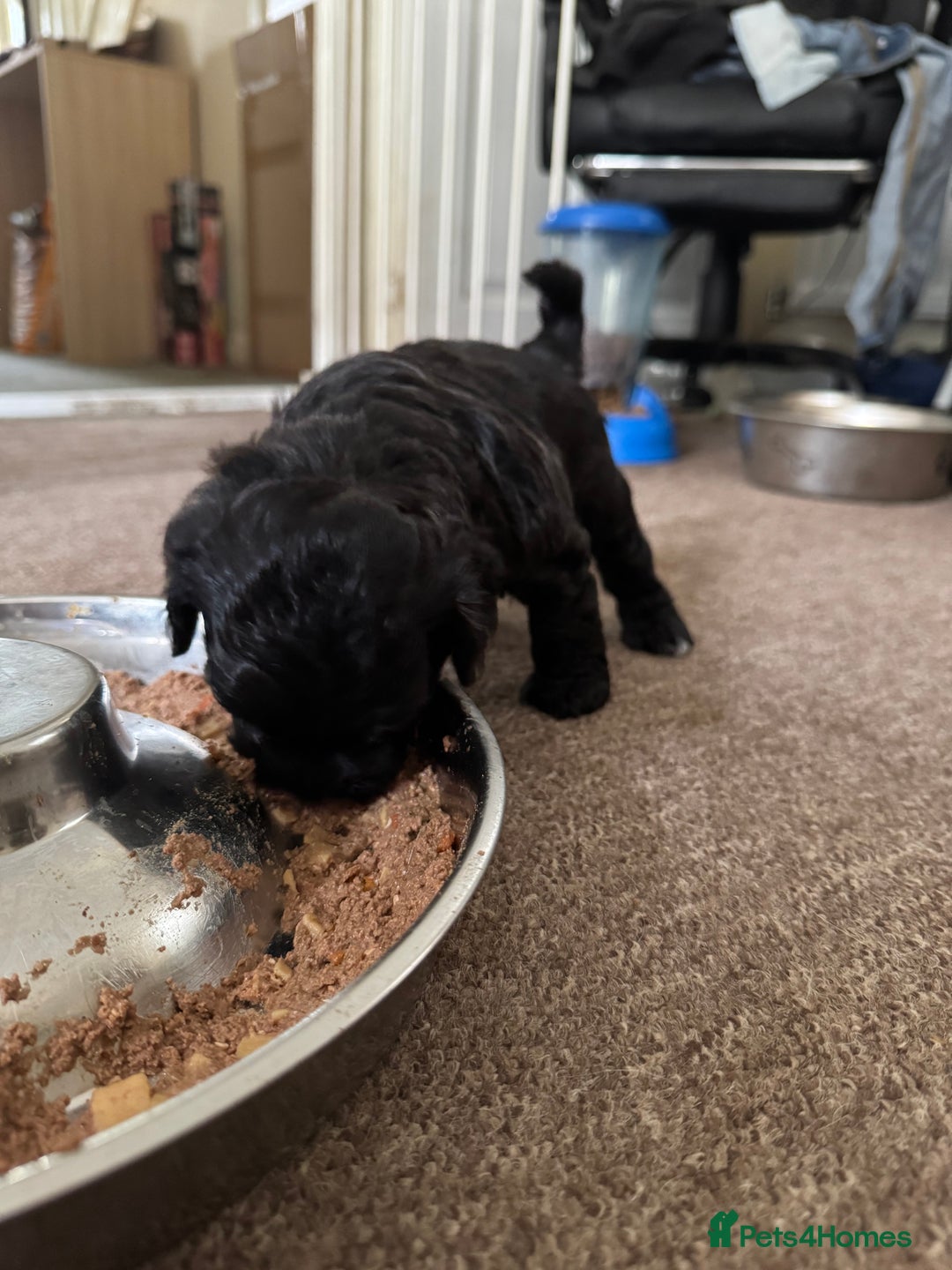 Shihpoo dogs for sale: 4 shihpoo males  in Telford - Image 25