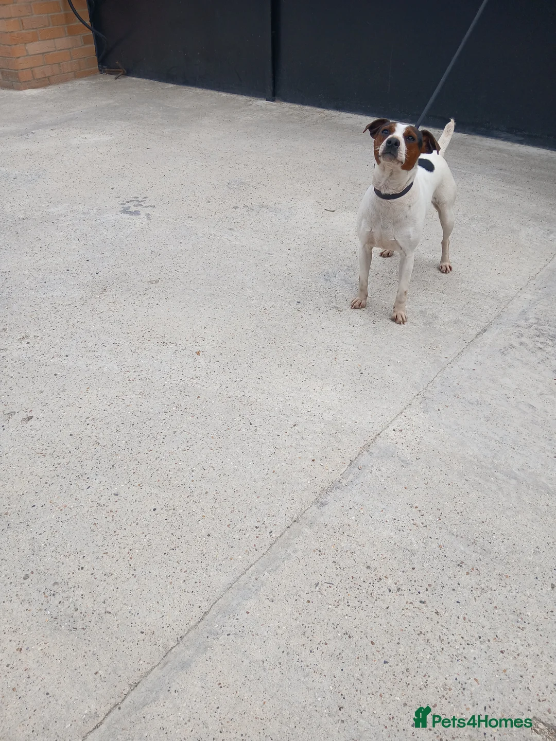 Jack Russell dogs for sale: JACK RUSSELL FEMALE NEEDS NEW HOME - Advert 2