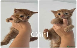 Mixed Breed cats for sale: 4 Ginger 2 Male 2 Female  - Image 3