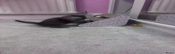Persian cats for sale: The most adorable cross Persian kittens.  - Advert 17