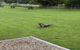 Cane Corso dogs for sale: Cane Corso for Re Homing  - Image 2