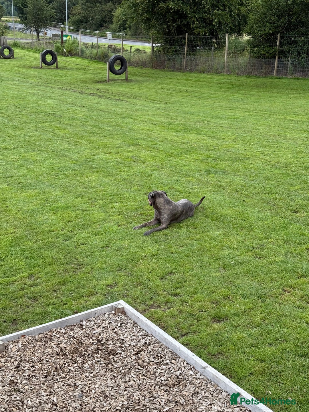 Cane Corso dogs for sale: Cane Corso for Re Homing  - Image 2