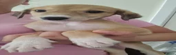 Mixed Breed dogs for sale: Saluki whippet x weaton greyhound - Advert 4