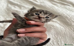 Maine Coon cats for sale: Adorable Kittens  - Image 20