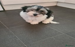 Mixed Breed dogs for sale: Pomapoo x shihpoo 10 weeks old boy - Image 2