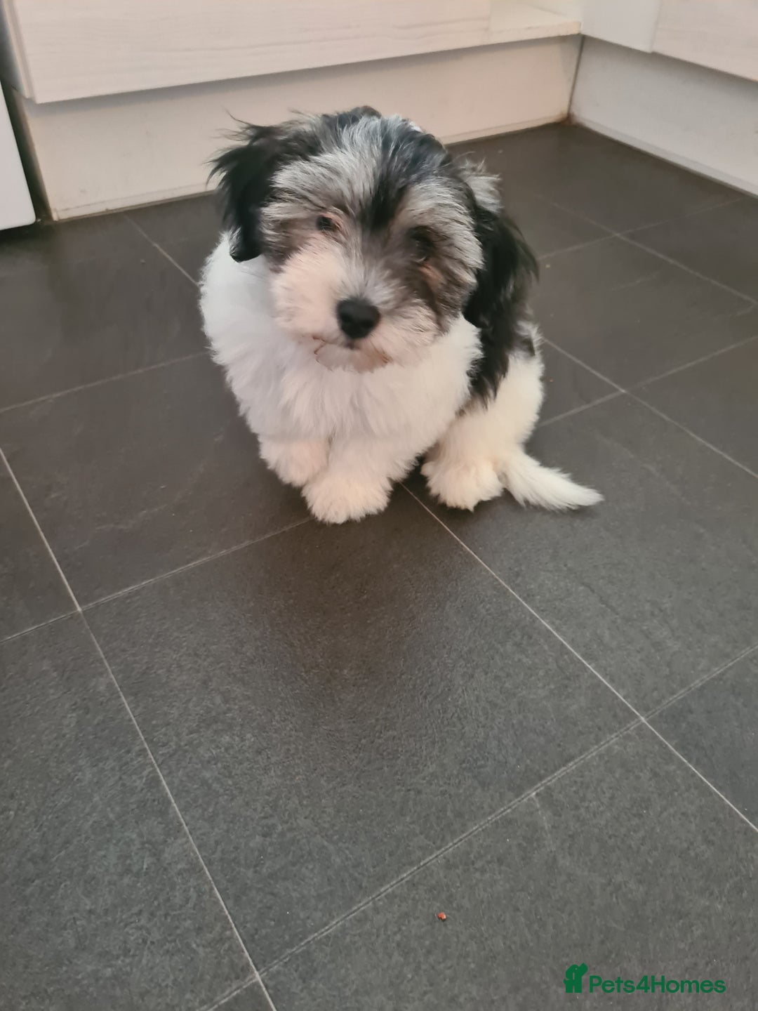 Mixed Breed dogs for sale: Pomapoo x shihpoo 10 weeks old boy - Image 2