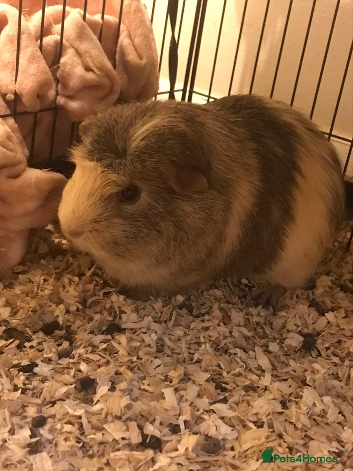 Guinea Pig rodents Male guinea pig  - Advert 1