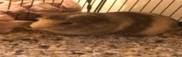 Guinea Pig rodents for sale: Male guinea pig  in Newtown - Advert 1