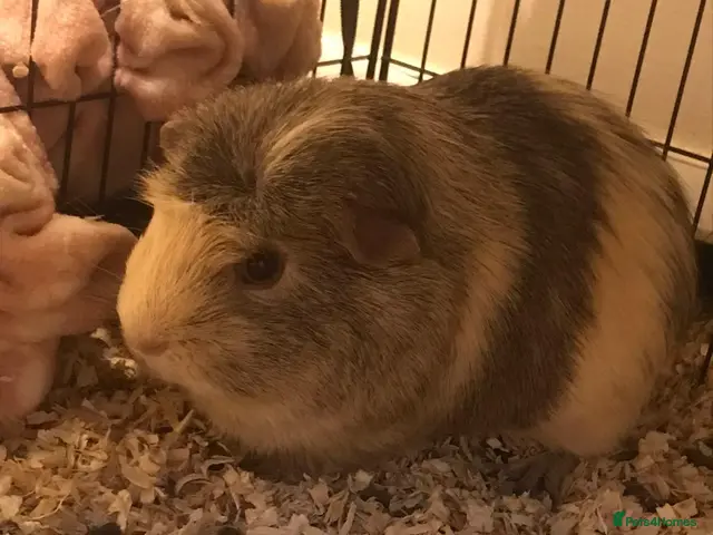 Guinea Pig rodents Male guinea pig - Advert 6