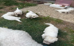 Maltese dogs for sale: I need a new home! - Image 4
