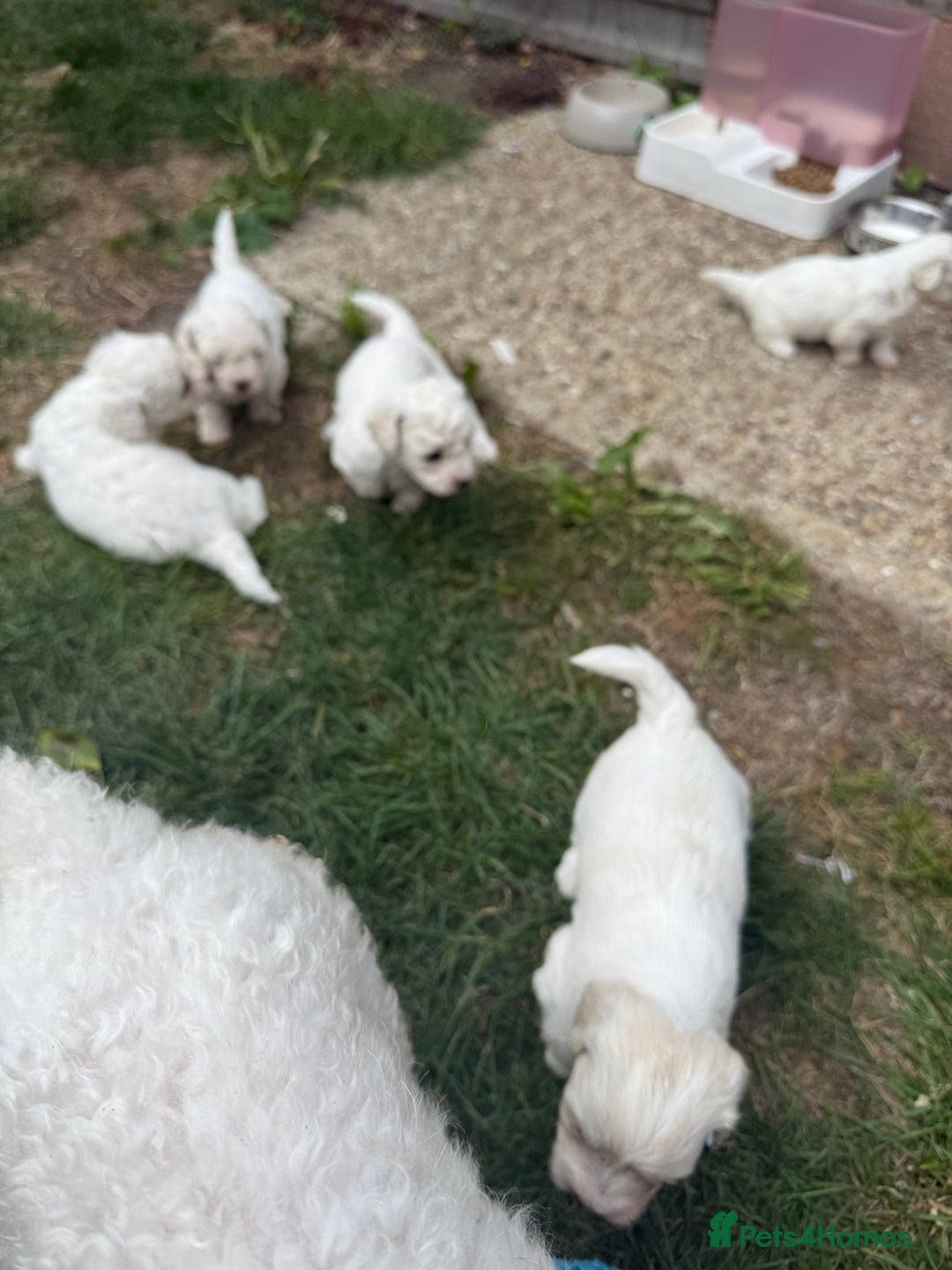 Maltese dogs for sale: I need a new home! - Image 4