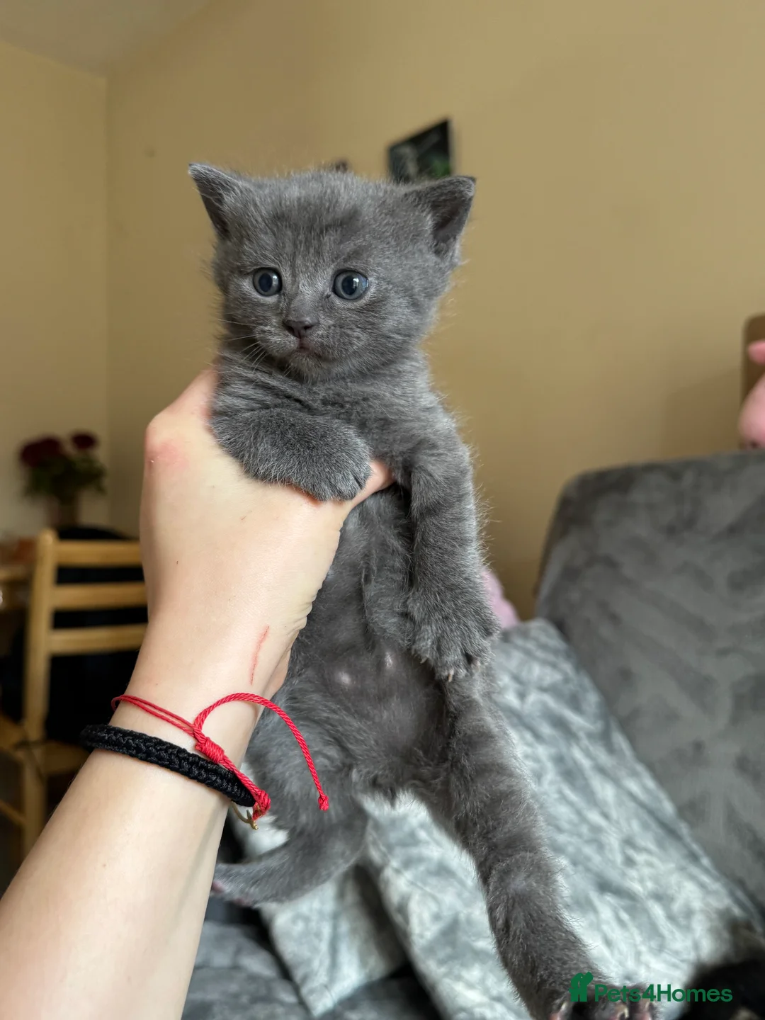 British Shorthair cats for sale: British short hair  - Advert 6