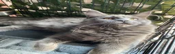 Maine Coon cats for sale: 💙*🦁*BLUE MAINE COON*💎*KITTENS*🦁*💙 - Advert 16