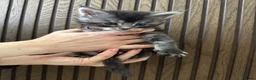 Maine Coon cats for sale: 6 Beautiful GCCF Registered Maine Coon Kittens - Advert 11