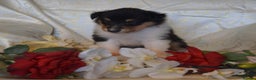 Rough Collie dogs for sale: Rough Collie Puppies - Advert 4