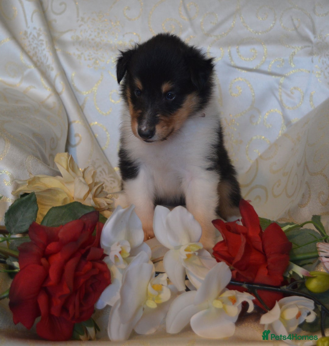 Rough Collie dogs for sale: Rough Collie Puppies - Advert 4