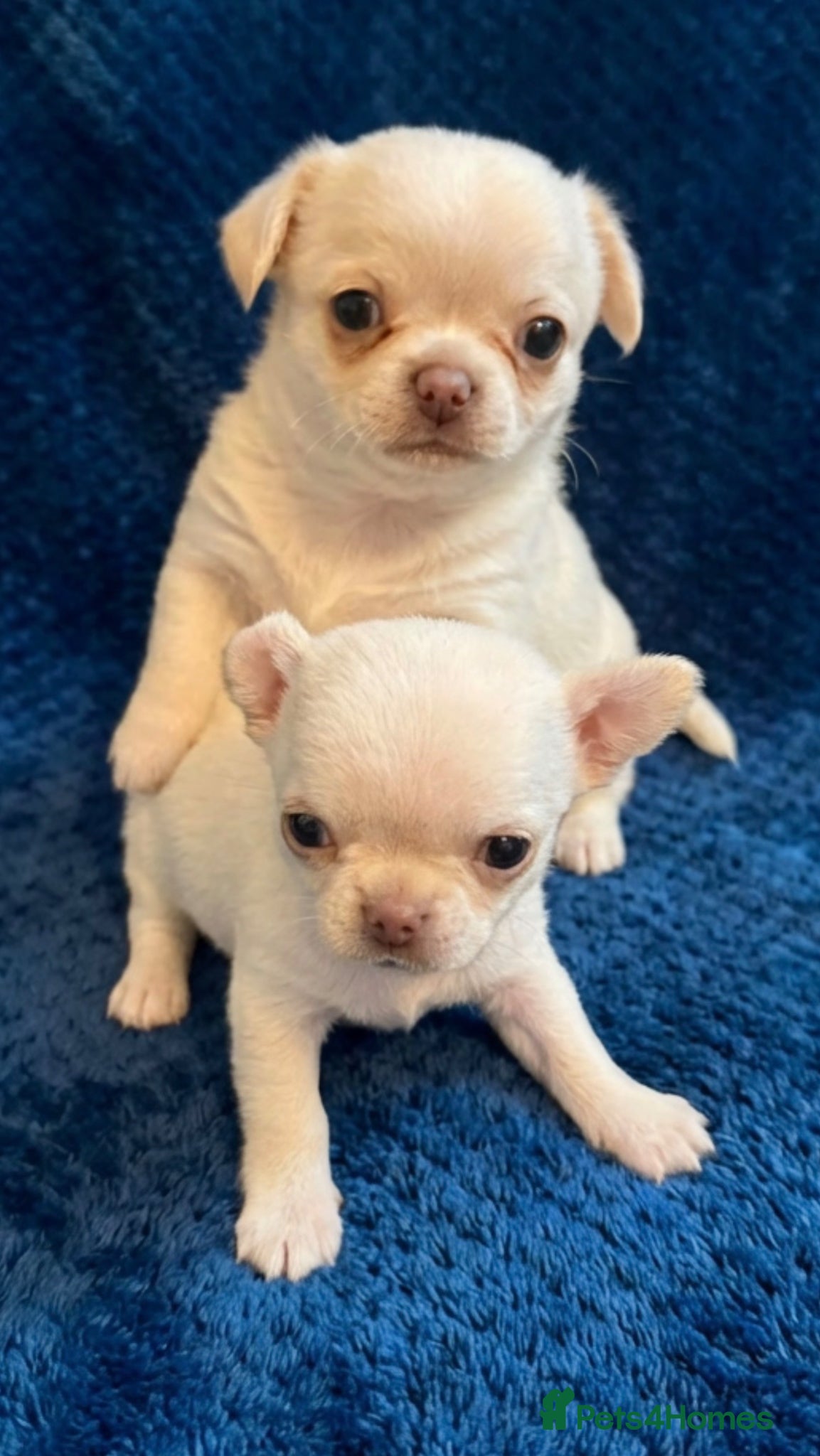 Chihuahua dogs Kc 2 boys Beautiful chihuahua puppies - Advert 3