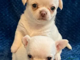 Chihuahua dogs Kc 2 boys Beautiful chihuahua puppies - Advert 7