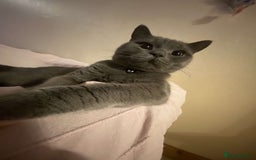 British Shorthair cats for stud: Gorgeous British shorthair for stud - Image 5