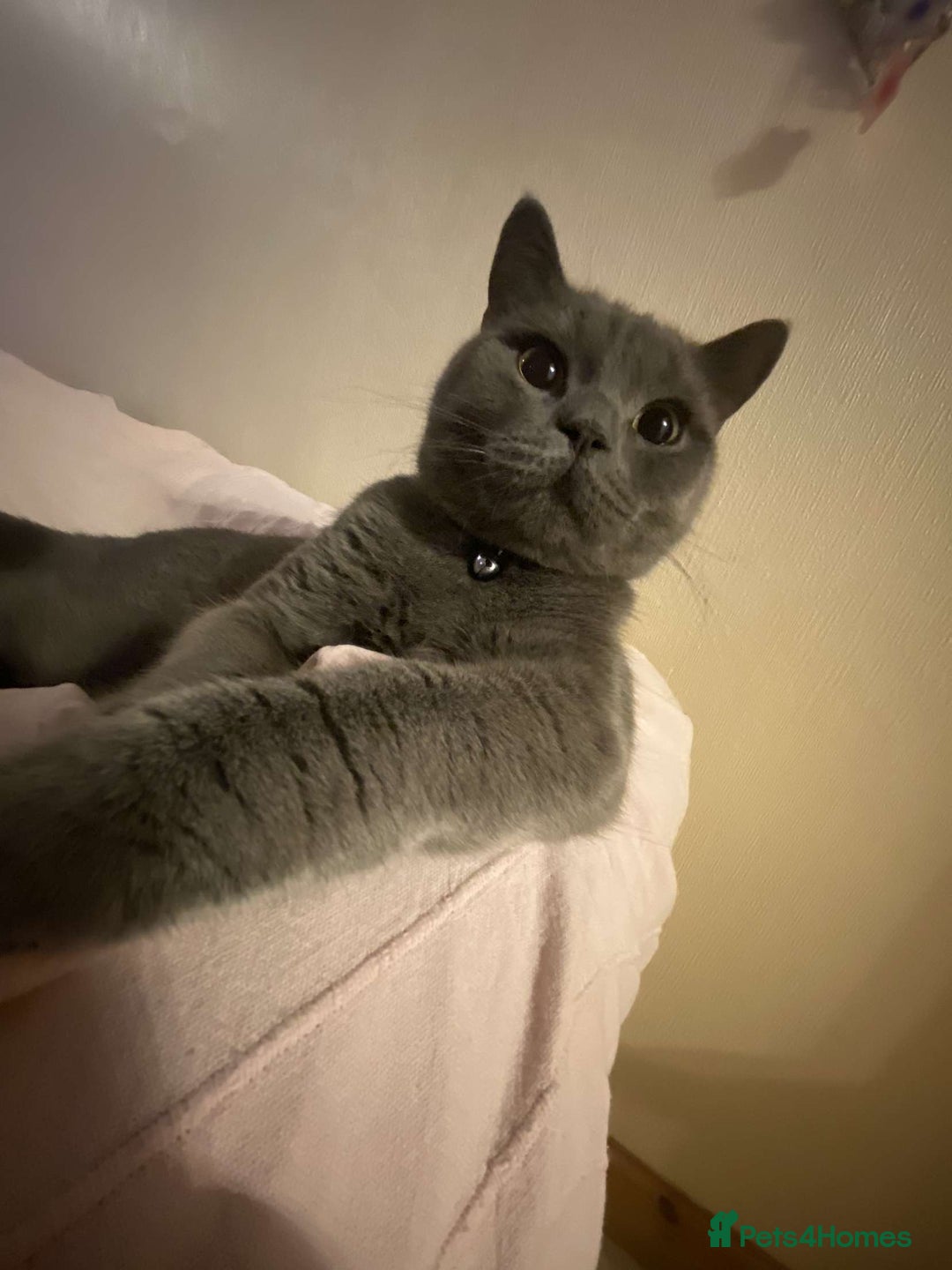 British Shorthair cats for stud: Gorgeous British shorthair for stud - Image 5