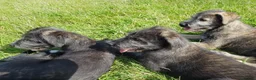 Irish Wolfhound dogs for stud: Irish Wolfhound Stud - Advert 10