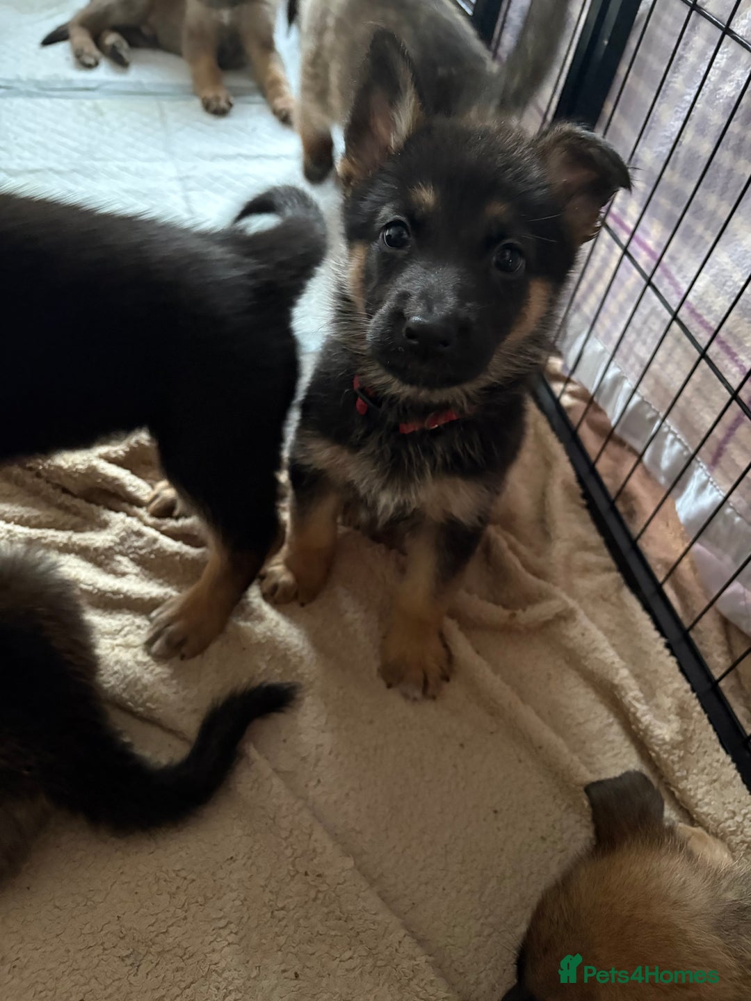 Mixed Breed dogs for sale: Belgian malinois x German Shepherd puppies  - Advert 28