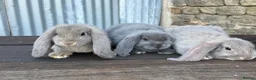 French Lop rabbits for sale: Stunning xl French lops  - Advert 23