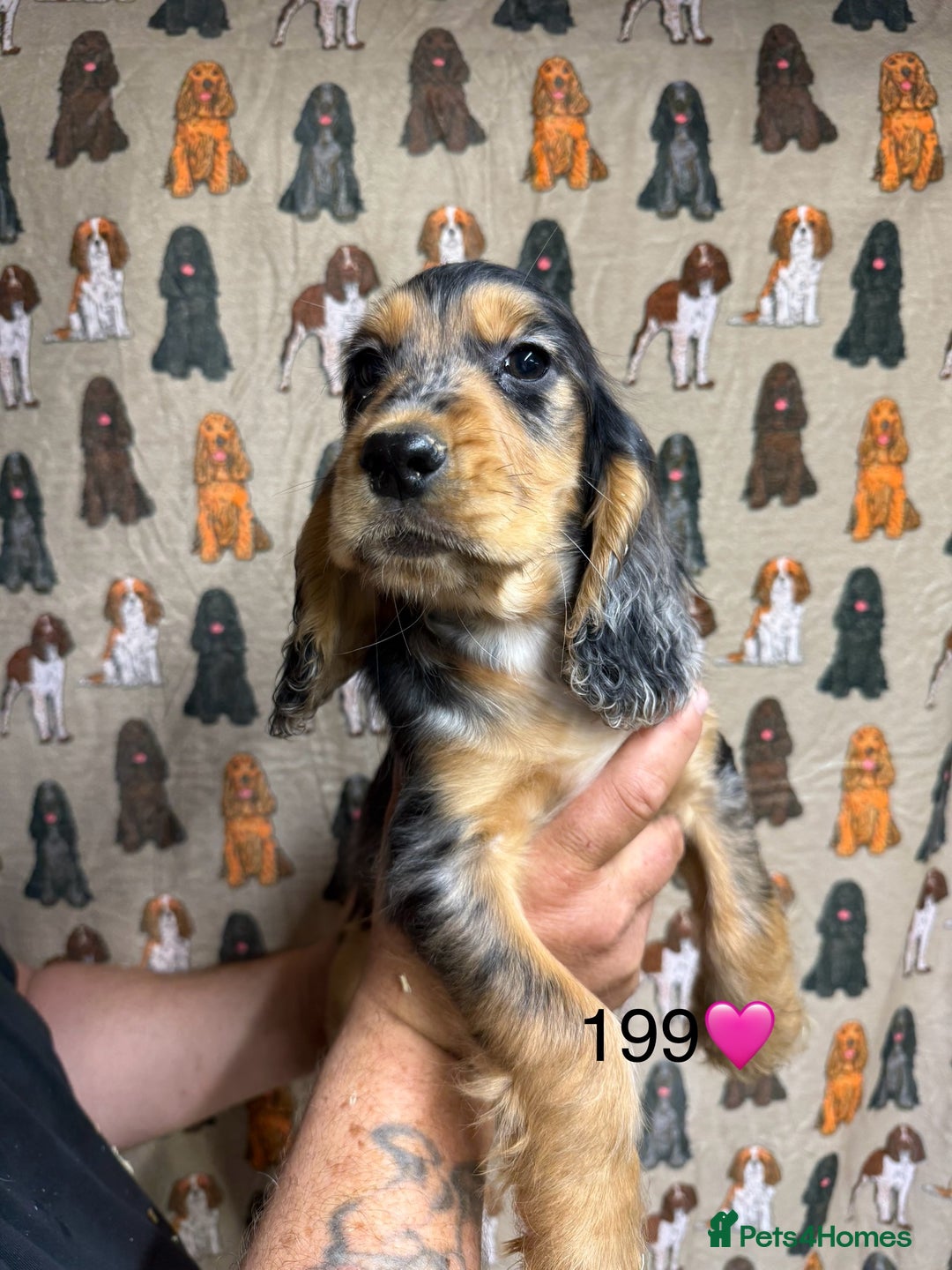 Cocker Spaniel dogs for sale: Chunky show type cocker spaniels  - Image 5