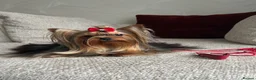 Yorkshire Terrier dogs for sale: Top Quality KC Reg Yorkshire Terrier Puppies - Advert 19