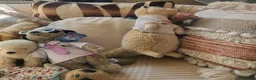 Sphynx cats for sale: Last Canadian sphynx looking for a loving home  - Advert 12