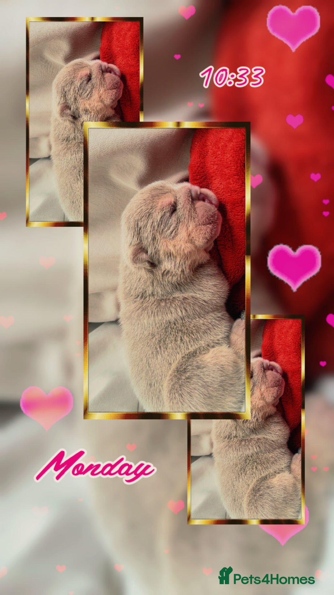 English Bulldog dogs for sale: English bulldogs - Image 8
