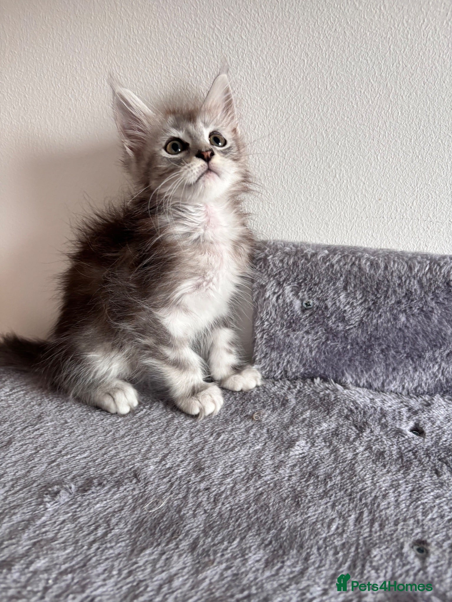Maine Coon cats Majestic fluffballs FOR SALE (1 kitten left) - Advert 1