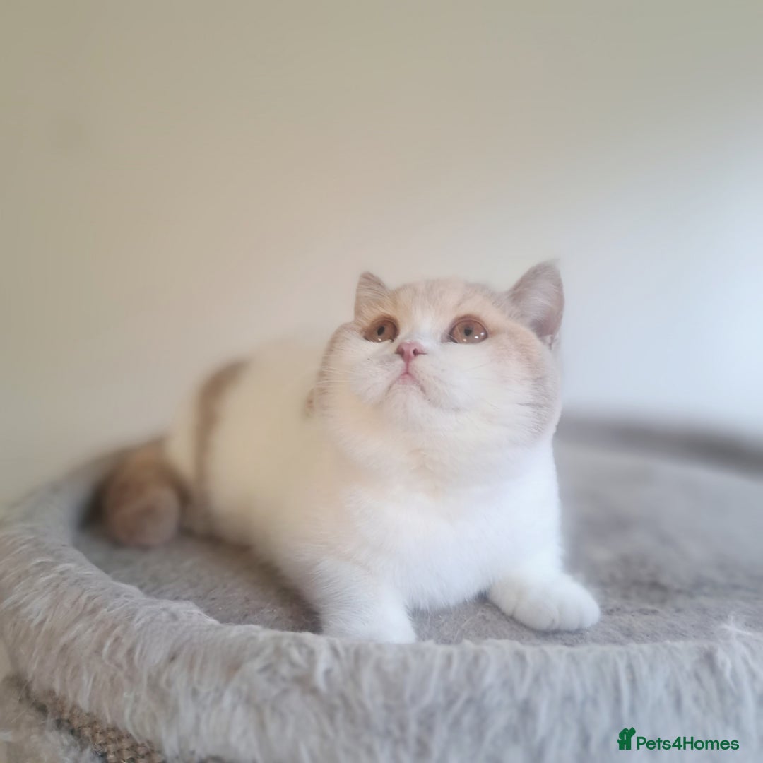 British Shorthair cats for sale: British Shorthair Fawn Tortie & White Female - Advert 11