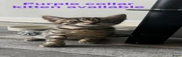 Bengal cats for sale: Bengal-cross kittens  - Advert 3