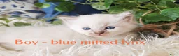 Ragdoll cats for sale: GCCF REGISTERED BEAUTIFUL RAGDOLLS KITTENS  - Advert 33