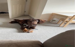 Sprocker dogs for stud: ⭐ Sprocker available for stud 🐶⭐  - Image 2