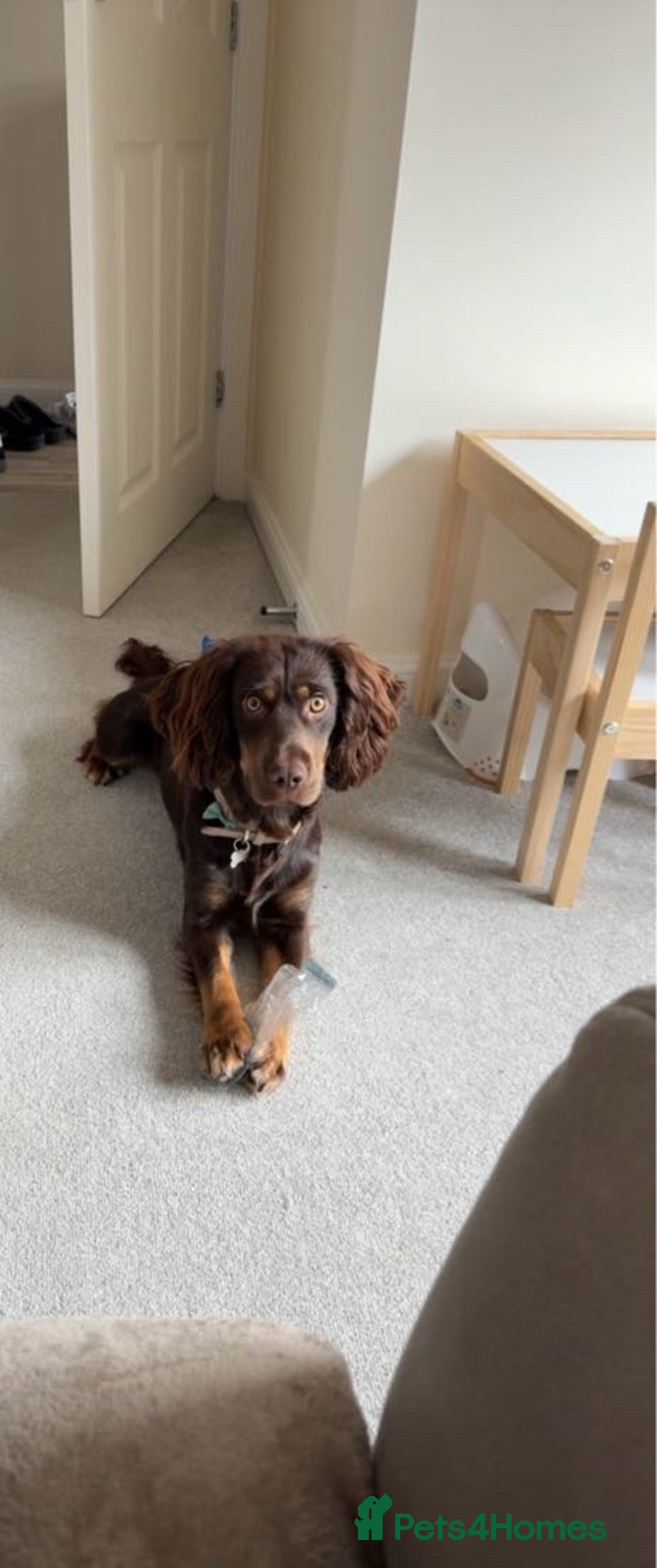 Sprocker dogs for stud: ⭐ Sprocker available for stud 🐶⭐  - Image 2