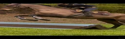 Irish Thoroughbred horses for sale: Super safe teenager dream horse  - Advert 11