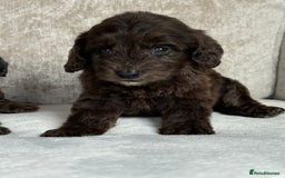 Cockapoo dogs for sale: 😍😍 F1 cockapoo puppies 😍😍 - Image 10