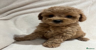 Maltipoo dogs Gorgeous Malshipoo - Advert 4